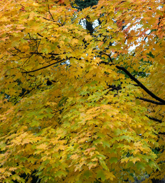 istock Autumn Foliage in Forest 1060083158
