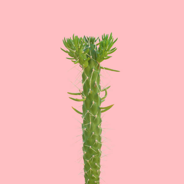 istock Cactus on pink background. Creative design. Minimal fashion art 1060092908