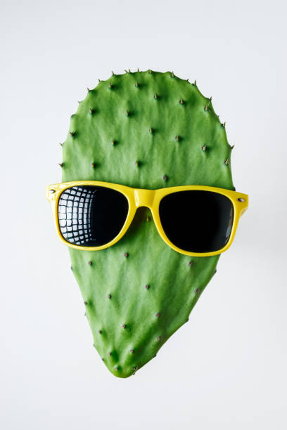 Green cactus with sunglasses on white background. Creative minimal concept.