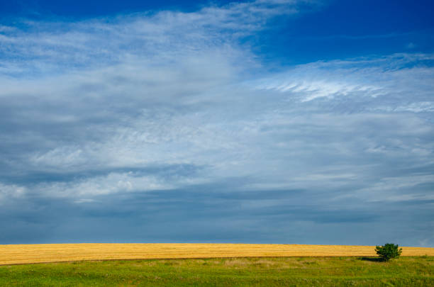 istock Sunny summer landscape with lonely growing pine tree on a background of overcast sky. 1060095152