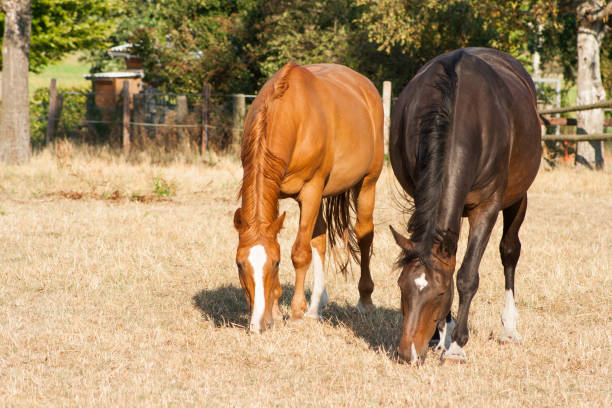 istock Horses eating grass in the summer pasture 1060095706