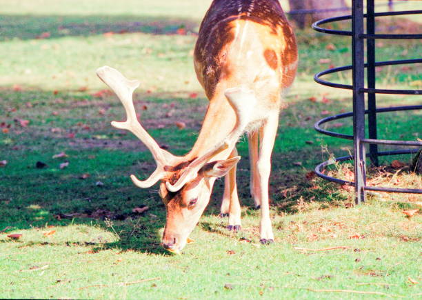 deer in woodland