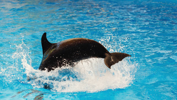 istock Dolphin diving into the sea, close-up 1060121086