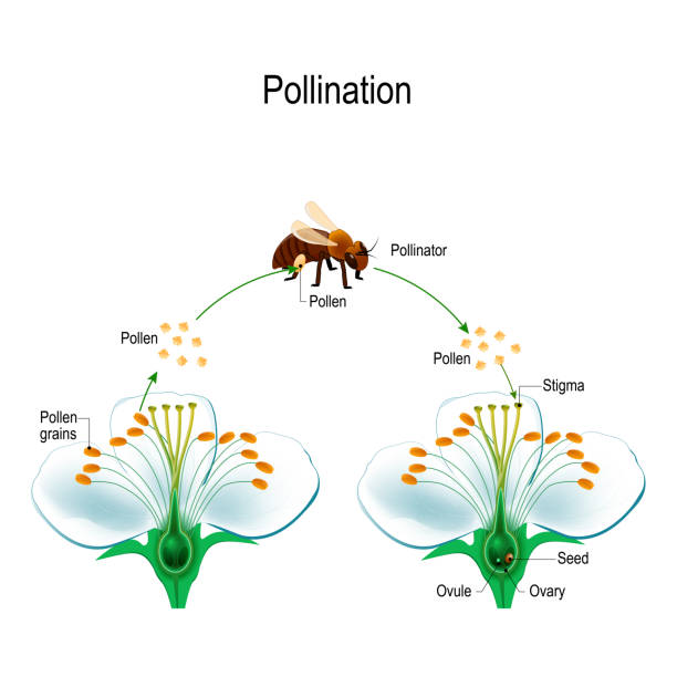 The process of cross-pollination with bee The process of cross-pollination using an animal of pollinator (bee). Anatomy of a flower. Flower Parts. Detailed Diagram with cross section. Reproduction in Plant. useful for study botany and science education pollination stock illustrations