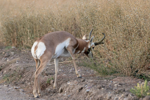 istock Pronghorn Antelope Buck 1060121362