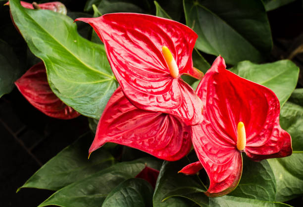 Anthuriums The red, heart-shaped flower of Anthuriums is really a spathe or a waxy, modified leaf flaring out from the base of a fleshy spike anthurium stock pictures, royalty-free photos & images