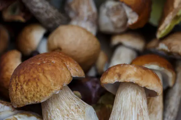 Natural Autumn season forest food mushrooms close up