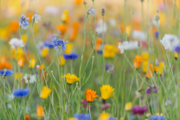 istock wildflowers, meadow, summer, pastel colored 1060141094