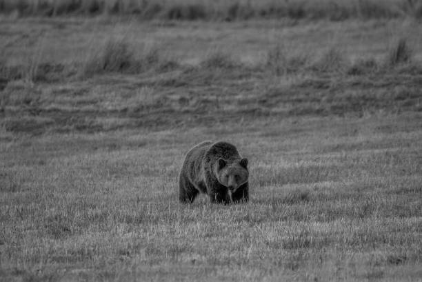 istock Montana Grizzly Bear 1060144370