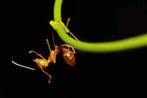 istock Ant climbing hand of vine. 1060144544