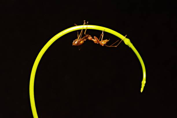 istock Ant climbing curve hand of vine. 1060145094