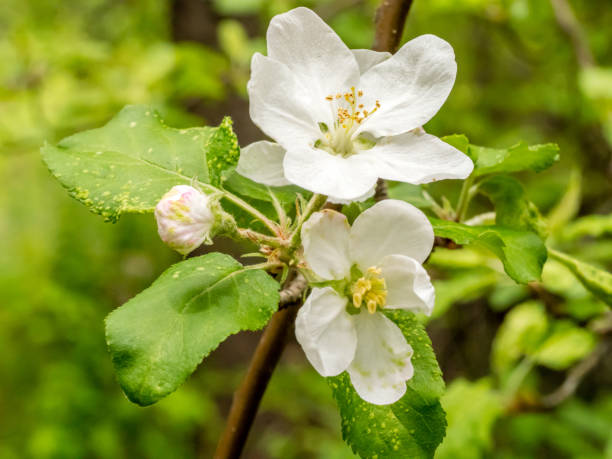 Apple blossoms and bud on blurred background stock photo