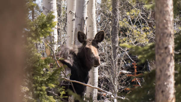 Adult female moose in Colorado looking over her shoulder stock photo