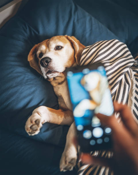 propietario toma foto de su perro beagle durmiendo en la cama y rompe sus sueños - mascota fotos fotografías e imágenes de stock