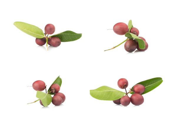 Karonda Fruit ripe isolated on white background.