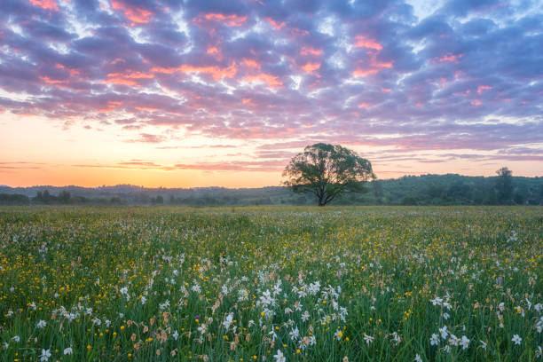 beau lever de soleil dans la vallée de la floraison, la pittoresque paysage avec fleurs de plus en plus sauvages et couleur ciel nuageux - spring daffodil flower sky photos et images de collection