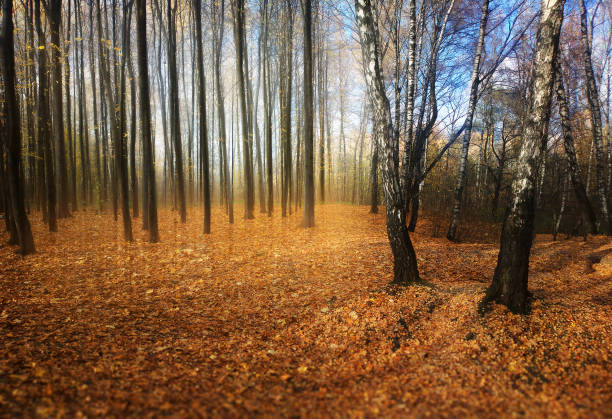 les rayons lumineux dans la forêt de bouleaux autum paysage fond - 2640 photos et images de collection