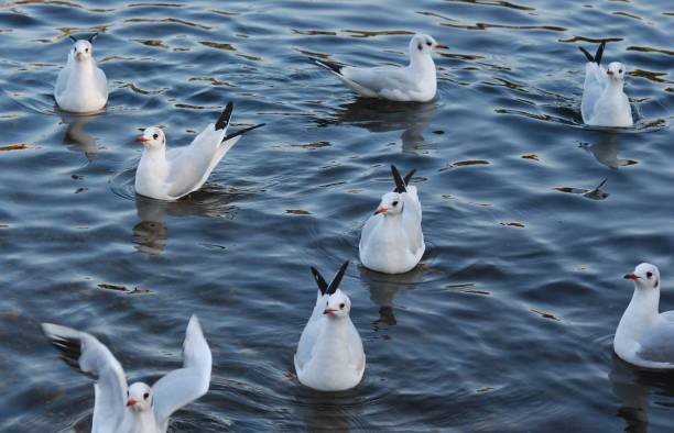 istock Seagulls swimming in pond 1060156278