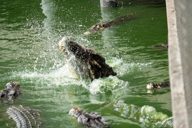 Baby Crocodile sitting on head of adult crocodile, close-up, showing teeth and eye of adult