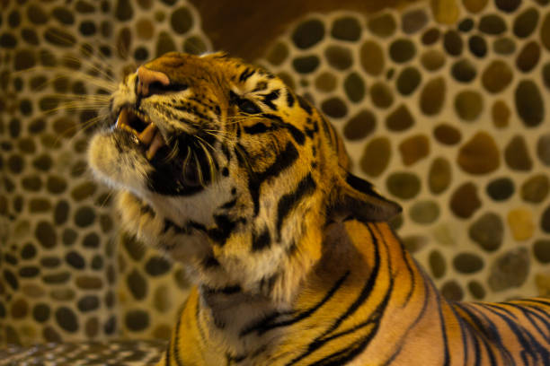 tygrys bengalski w zoo. pattaya, tajlandia - tiger zoo animal awe zdjęcia i obrazy z banku zdjęć