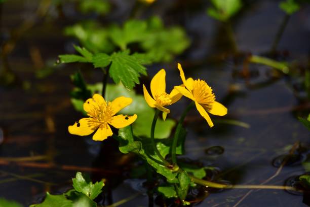 istock kingcup (marsh-marigold, Caltha palustris) - yellow flowers in a stream 1060161384