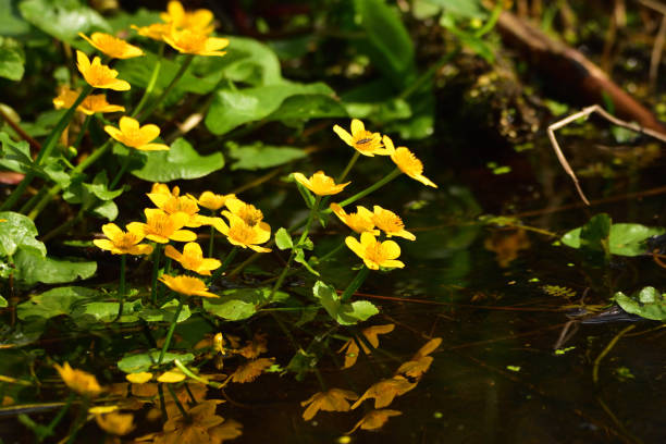 istock kingcup (marsh-marigold, Caltha palustris) - yellow flowers in a stream 1060161444