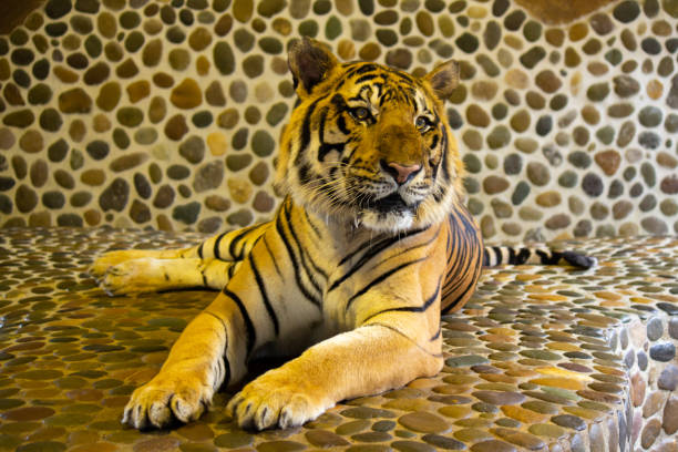 tygrys bengalski w zoo. pattaya, tajlandia - tiger zoo animal awe zdjęcia i obrazy z banku zdjęć