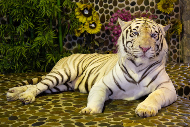 biały tygrys bengalski w zoo. pattaya, tajlandia - tiger zoo animal awe zdjęcia i obrazy z banku zdjęć