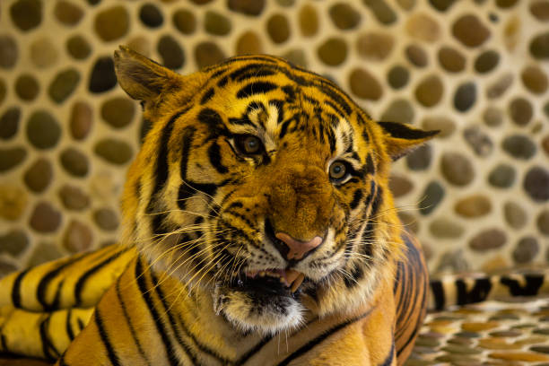 tygrys bengalski w zoo. pattaya, tajlandia - tiger zoo animal awe zdjęcia i obrazy z banku zdjęć