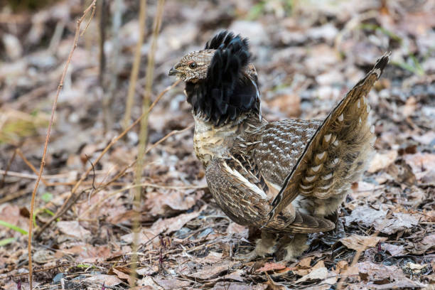 istock Ruffled Grouse - Voyageurs National Park 1060164276