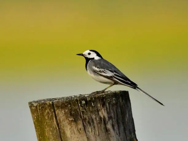 Photo of The white wagtail (Motacilla alba) sitting on a stake