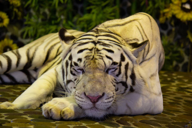 tigre de bengala branco no jardim zoológico. pattaya, tailândia - tiger zoo animal awe - fotografias e filmes do acervo