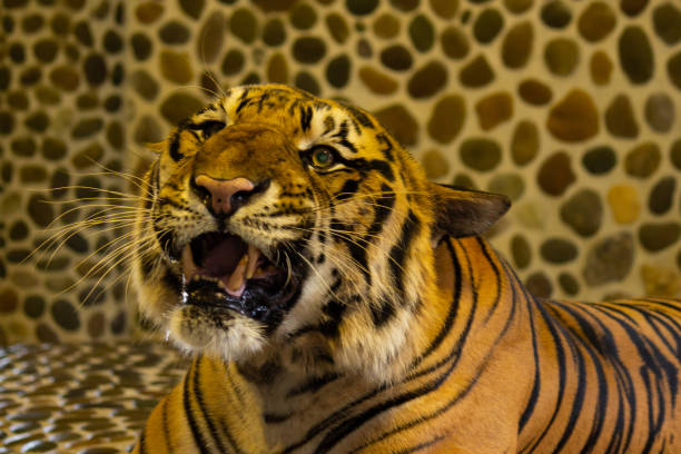 tygrys bengalski w zoo. pattaya, tajlandia - tiger zoo animal awe zdjęcia i obrazy z banku zdjęć