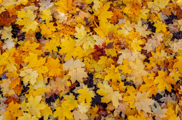 istock Carpet of yellow leafs III 1060167946