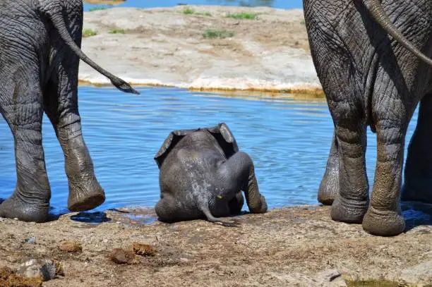 Baby Elephant trying to reach the water at a waterhole