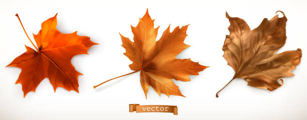 illustrazioni stock, clip art, cartoni animati e icone di tendenza di foglia d'acero. icone vettoriali realistiche 3d - maple leaf close up symbol autumn