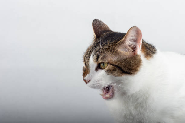 istock angry domestic cat 1060176982
