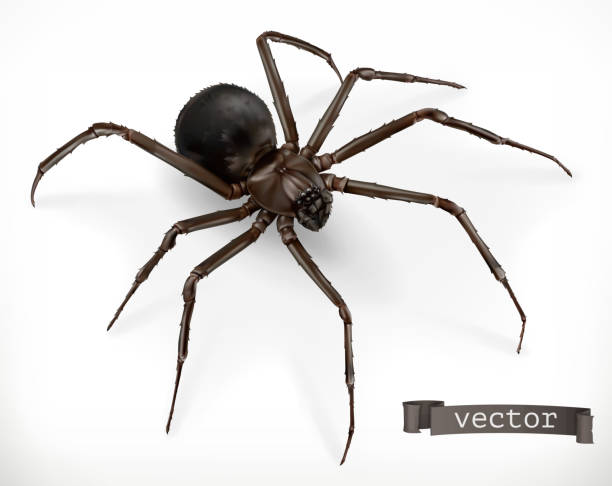 реалисти�чный паук. хэллоуин 3d вектор значок - black widow spider stock illustrations