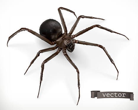 Realistic spider. Halloween 3d vector icon