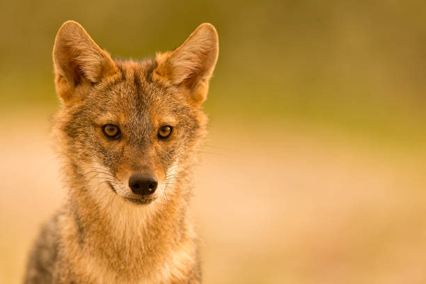 European Golden jackal (Canis aureus) The Caucasian jackal or reed wolf in the wild. This jackal is native to Southeast Europe and is advancing northward and westward across Europe. aureus stock pictures, royalty-free photos & images