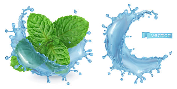 Splash water and mint. 3d realistic vector Splash water and mint. 3d realistic vector hyperrealism stock illustrations