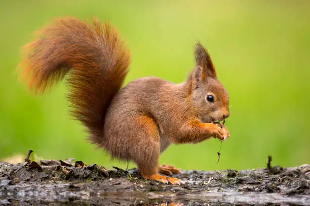 Red squirrel against a green background