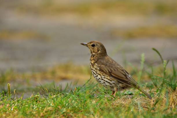 istock The song thrush (Turdus philomelos) 1060181354