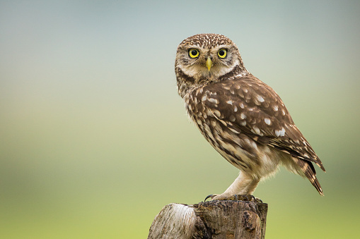 A little owl sitting on a wooden post