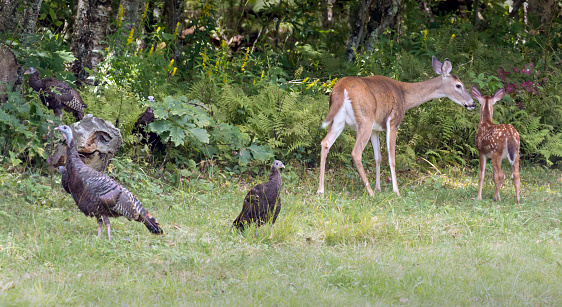 Wild deer and wild turkeys grazing the fields in Great Smoky Mountains National Park (North Carolina).