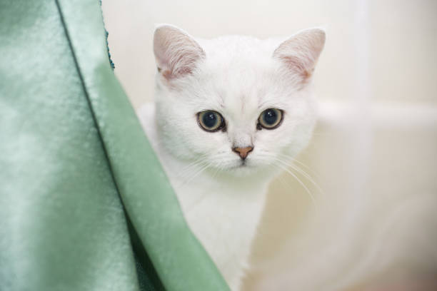 istock beautiful young cat breed Scottish chinchilla straight 1060182222