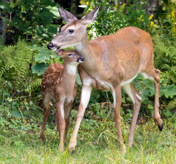 Deer Faun and Mama - Great Smoky Mountains stock photo