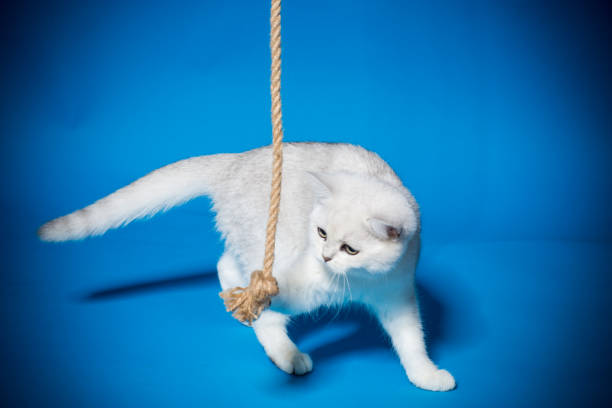 istock beautiful young cat breed Scottish chinchilla straight 1060183408