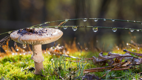 Amanita Phalloides fungus, poisonous subject in wild mountain on a rainy day