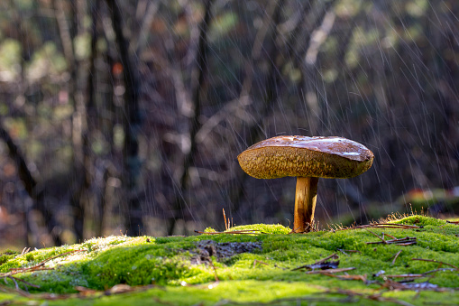 Xerocomellus chrysenteron mushroom in needles forest